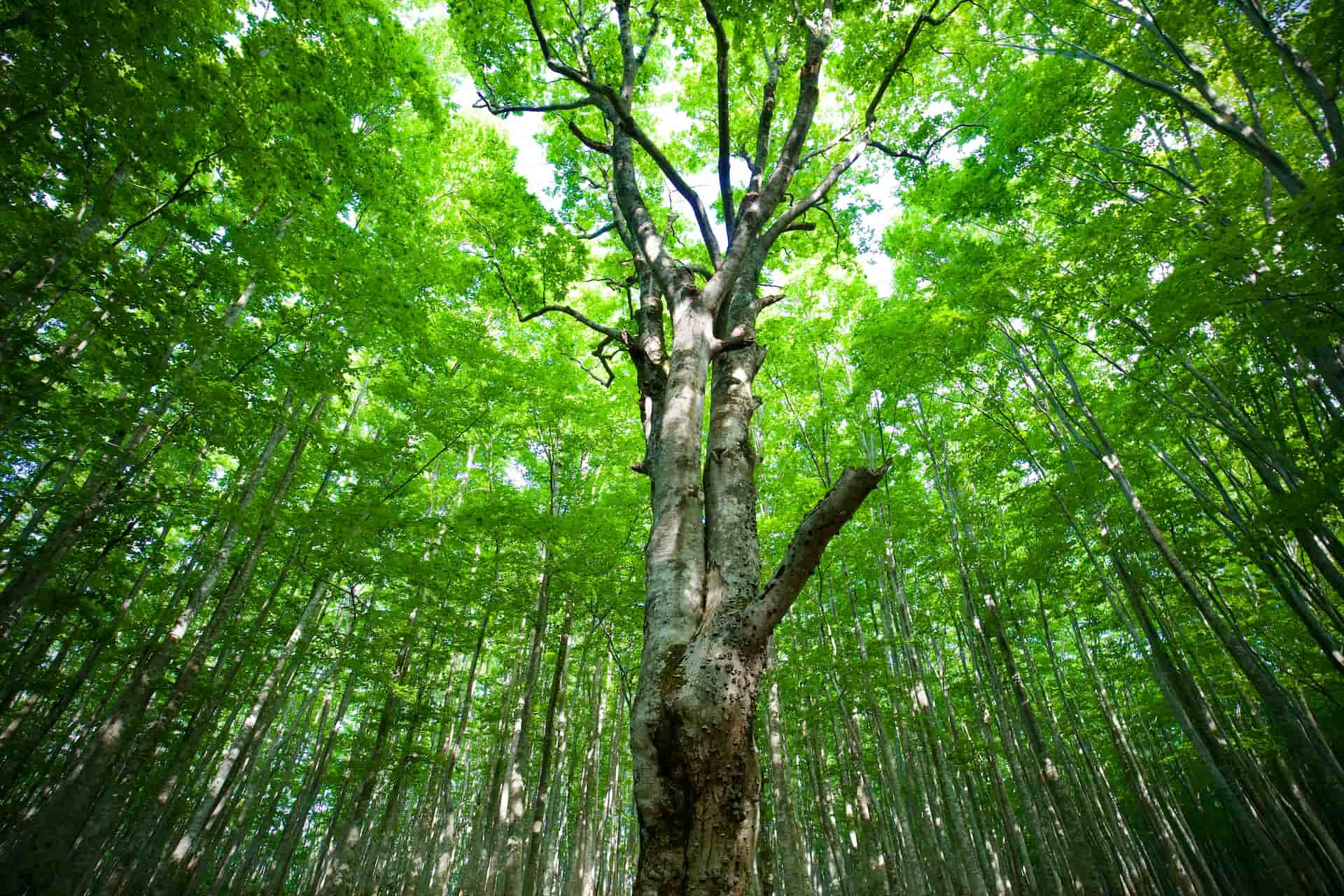 明るい森の画像